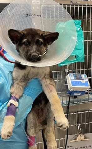 <p>Virginia German Shepherd Rescue/ Facebook</p> A german shepherd puppy at the animal hospital after their rescue from the woods in Virginia