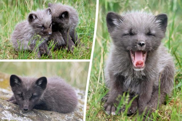 arctic fox kit