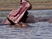 A Hippopotamus opens its mouth wide at Lake Naivasha, Kenya. In combat male hippos use their incisors to fence each others' attacks and their lower canines to inflict damage.