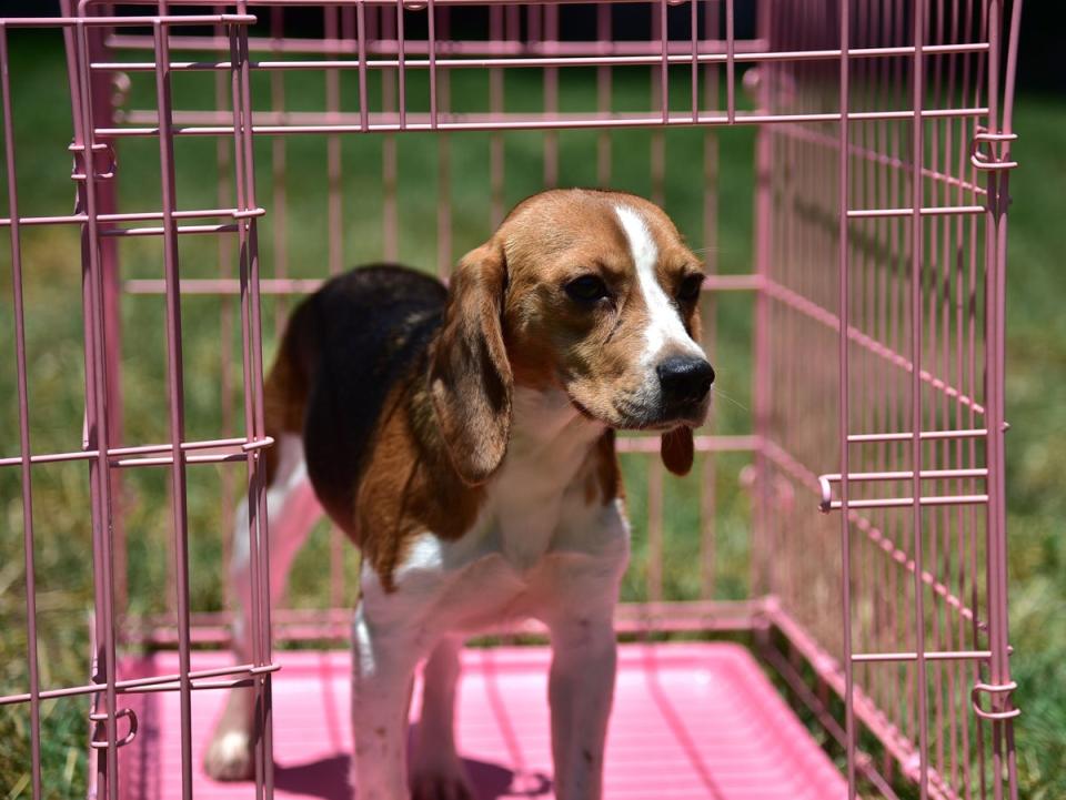 ARCHIVO - Un beagle que se usaba para investigación de laboratorio duda antes de salir de su jaula para pisar la hierba por primera vez (AFP via Getty Images)