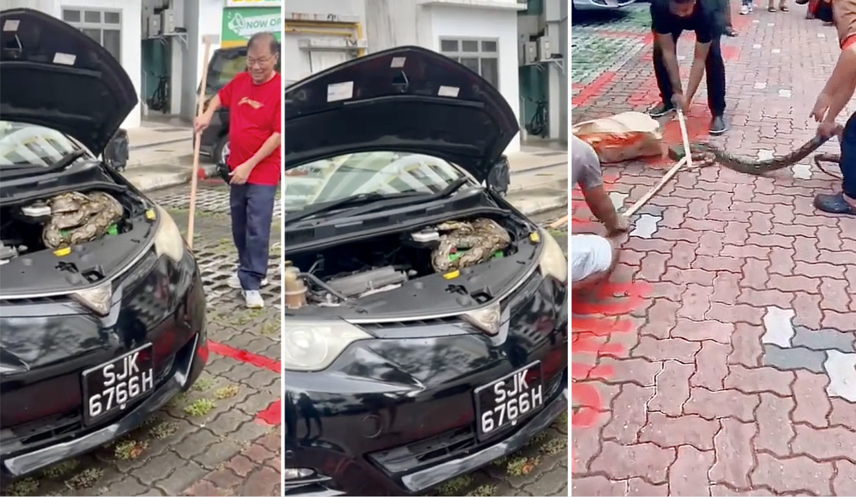 2m-long python injured while extracted from car in Marine Parade (Photos: sebastianraj07 and 22_das_93/TikTok) 