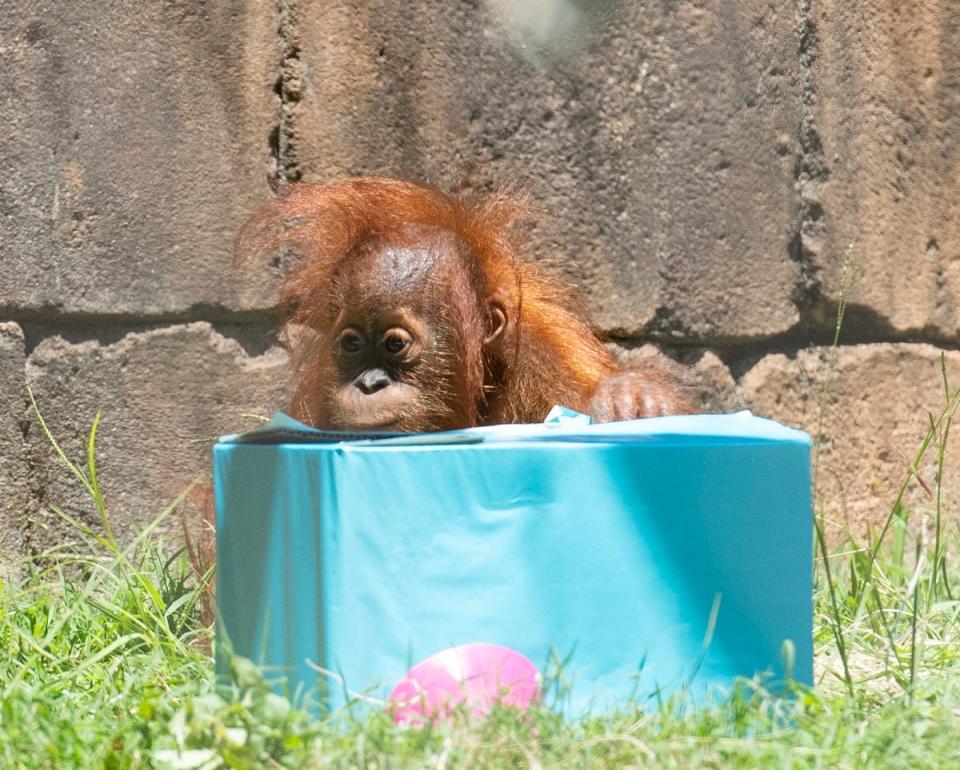 A baby orangutan plays with a box at the Greenville Zoo.