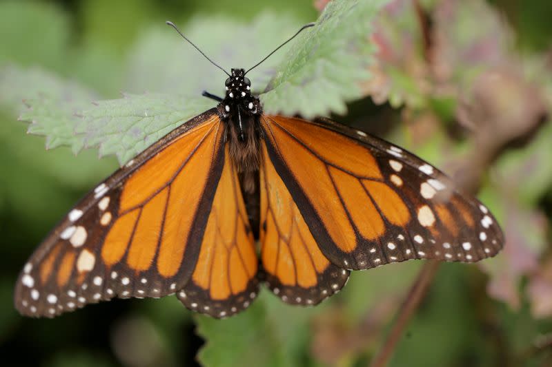 FILE PHOTO: A monarch butterfly is seen at El Rosario sanctuary for monarch butterflies in the western state of Michoacan, near Ocampo