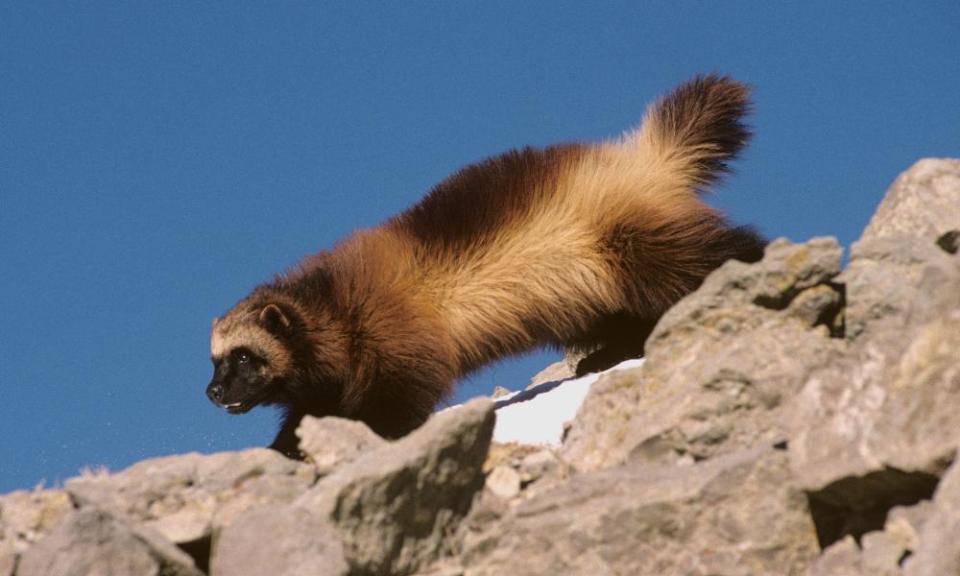 A wolverine walks along rocks in Montana.