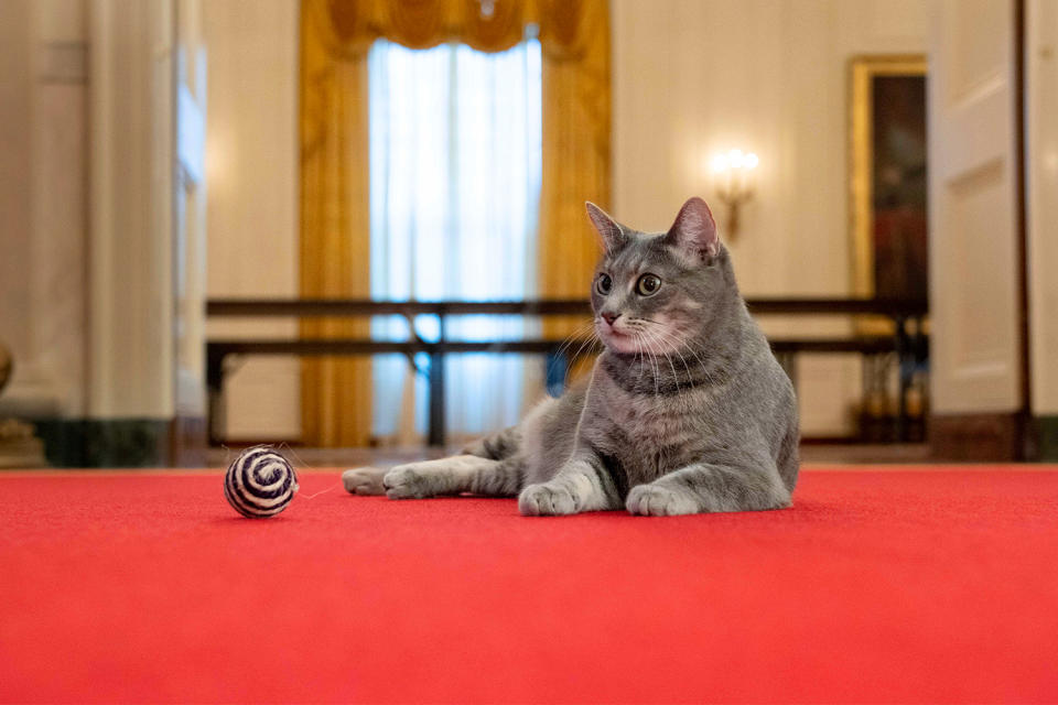 The Tabby in the White House