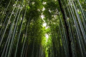 The famous bamboo grove close to Kyoto.