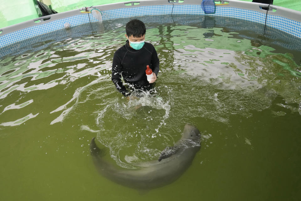 A volunteer Tosapol Prayoonsuk takes care of a baby dolphin nicknamed Paradon at the Marine and Coastal Resources Research and Development Center in Rayong province in eastern Thailand, Friday, Aug. 26, 2022. The Irrawaddy dolphin calf was drowning in a tidal pool on Thailand’s shore when fishermen found him last month. The calf was nicknamed Paradon, roughly translated as “brotherly burden,” because those involved knew from day one that saving his life would be no easy task. But the baby seems to be on the road to recovery. (AP Photo/Sakchai Lalit)