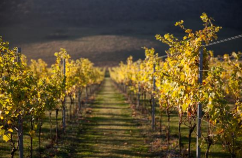 Rathfinny Wines, Alfriston, Sussex: Sussex is perhaps not the first place you would associate with wine production, but this vineyard in the South Downs produces exemplary English sparkling wines thanks to a lucky combination of chalk soil, temperate climate and south facing slopes. (Visit Britain)