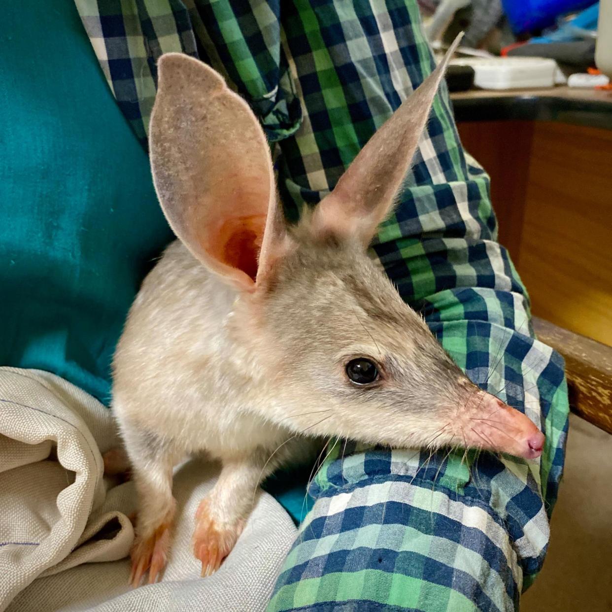 <span>The genome sequence of the bilby includes information on how the elusive nocturnal omnivores grow and evolve, researchers say.</span><span>Photograph: Save the Bilby Fund</span>