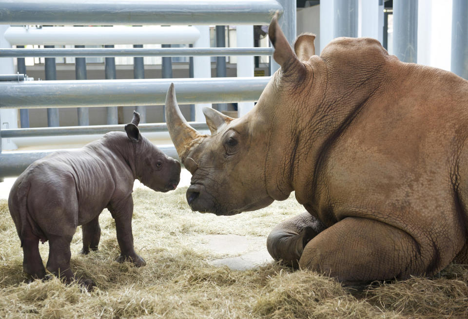 White Rhino Born At Disney's Animal Kingdom At Walt Disney World