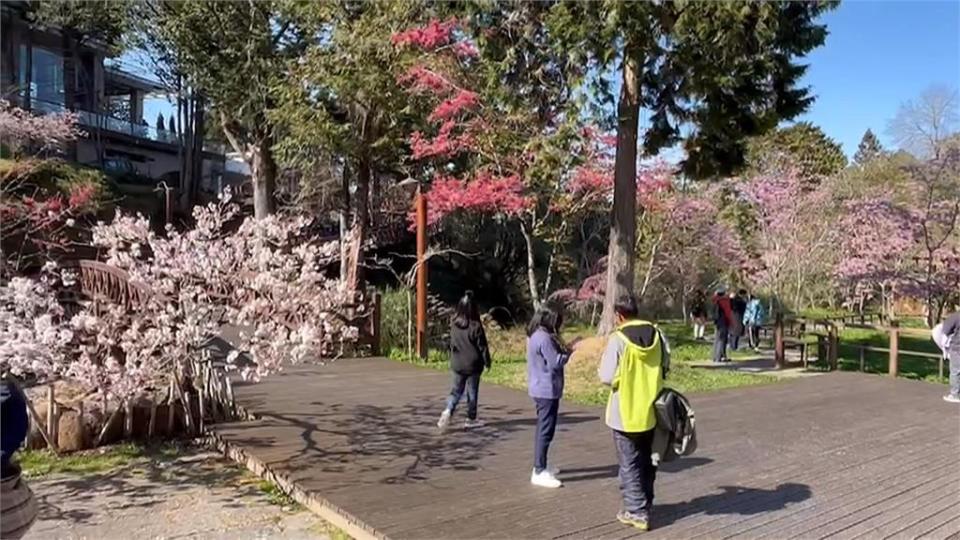 登阿里山看櫻花花海　奮起湖老街228連假人潮湧現、飯店幾乎客滿