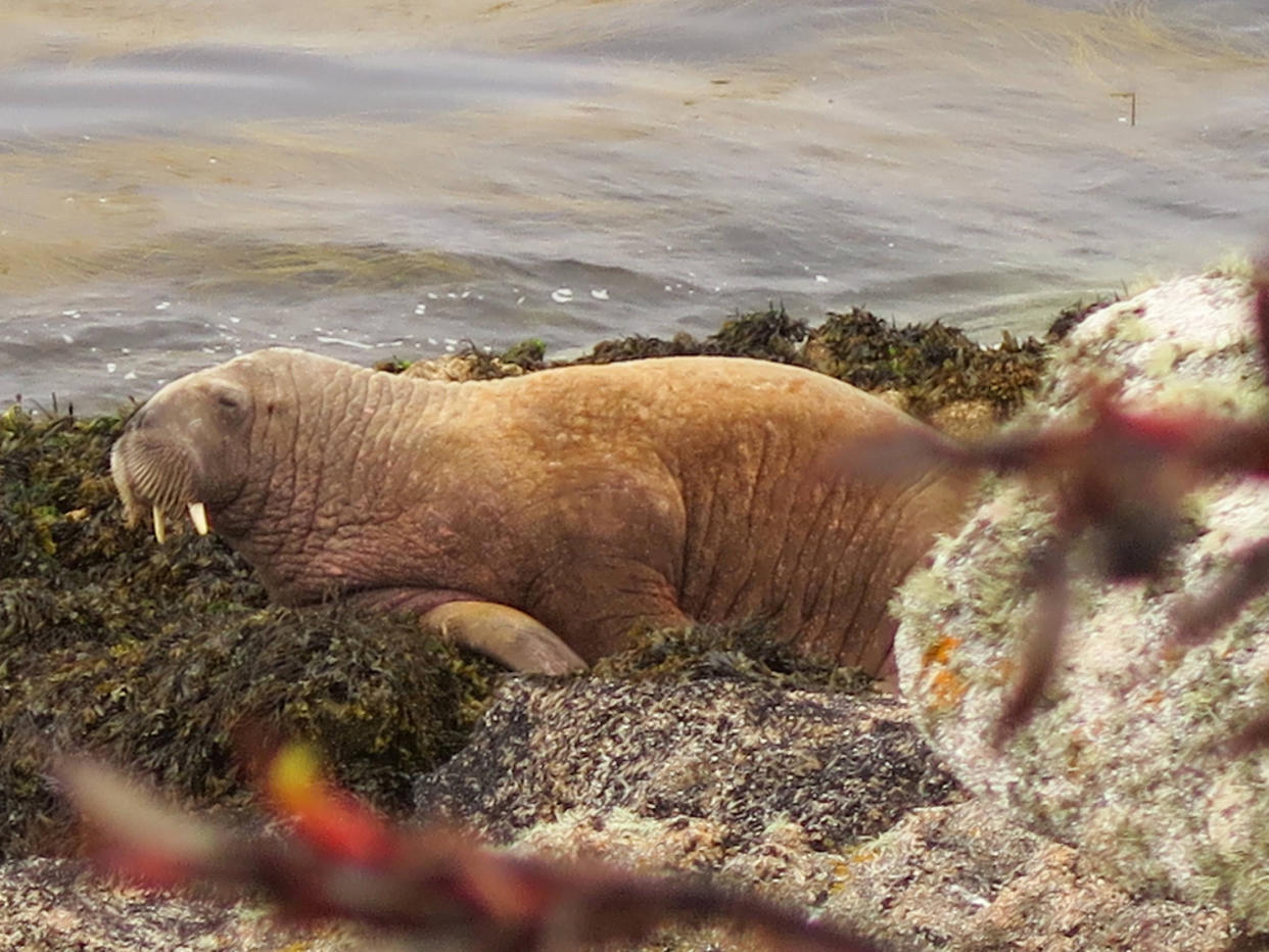 Boats and members of the public have been getting up and close to Wally the Walrus. (SWNS) 