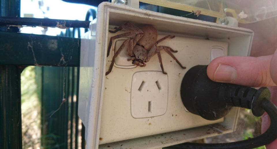 The massive huntsman made himself at home on an outdoor powerpoint. Source: Reddit