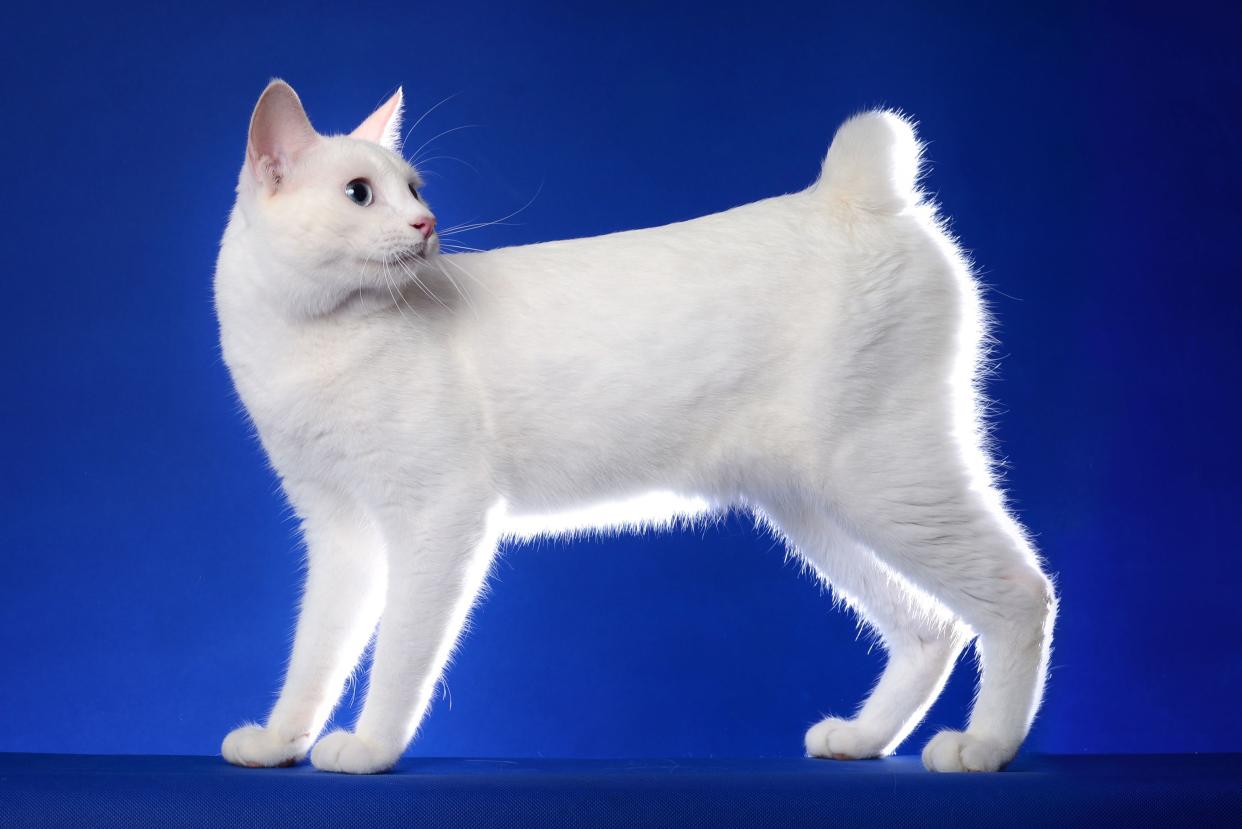 Side-view of a white Japanese Bobtail cat standing towards the left while the head to turned towards the right, on a vibrant blue background