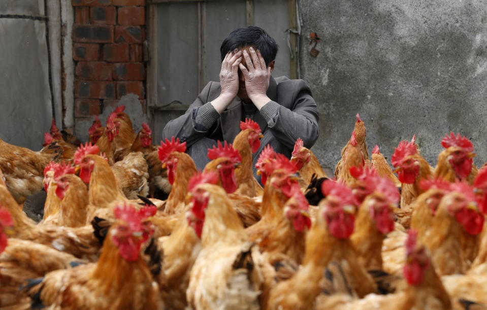 A breeder covers his face as he sits behind his chickens, which according to the breeder are not infected with the H7N9 virus, in Yuxin township, Zhejiang province, April 11, 2013. According to chicken breeders, their businesses are strongly affected as all six local poultry markets in Yuxin are closed for preventing the transmission of the H7N9 virus. Nine people have died out of 33 confirmed cases of the virus, all in eastern China, according to data from the National Health and Family Planning Commission. State media quoted authorities as saying a vaccine should be ready within months. REUTERS/William Hong (CHINA - Tags: BUSINESS HEALTH ANIMALS ENVIRONMENT) FOR BEST QUALITY IMAGE: ALSO SEE GF2E99K0JQS01.