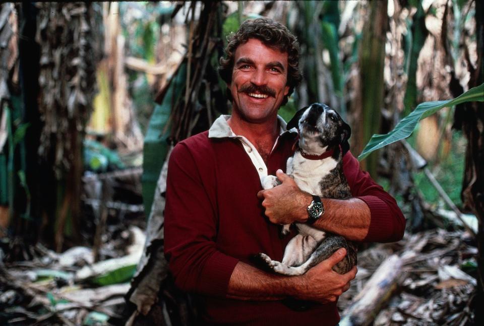 american actor tom selleck, star of the cbs detective drama magnum, pi, holds a small dog as he poses in a tropical woodland, hawaii, 1983 photo by cbs photo archivegetty images