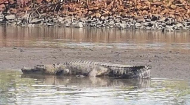 The croc was believed to be more than 3m long. Source: Supplied