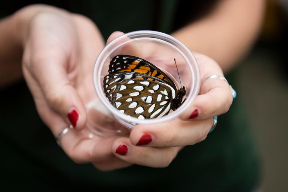 Biologist Erika McKinney holds up one of the female fritillary butterflies that died shortly after laying eggs in the 2021 season.