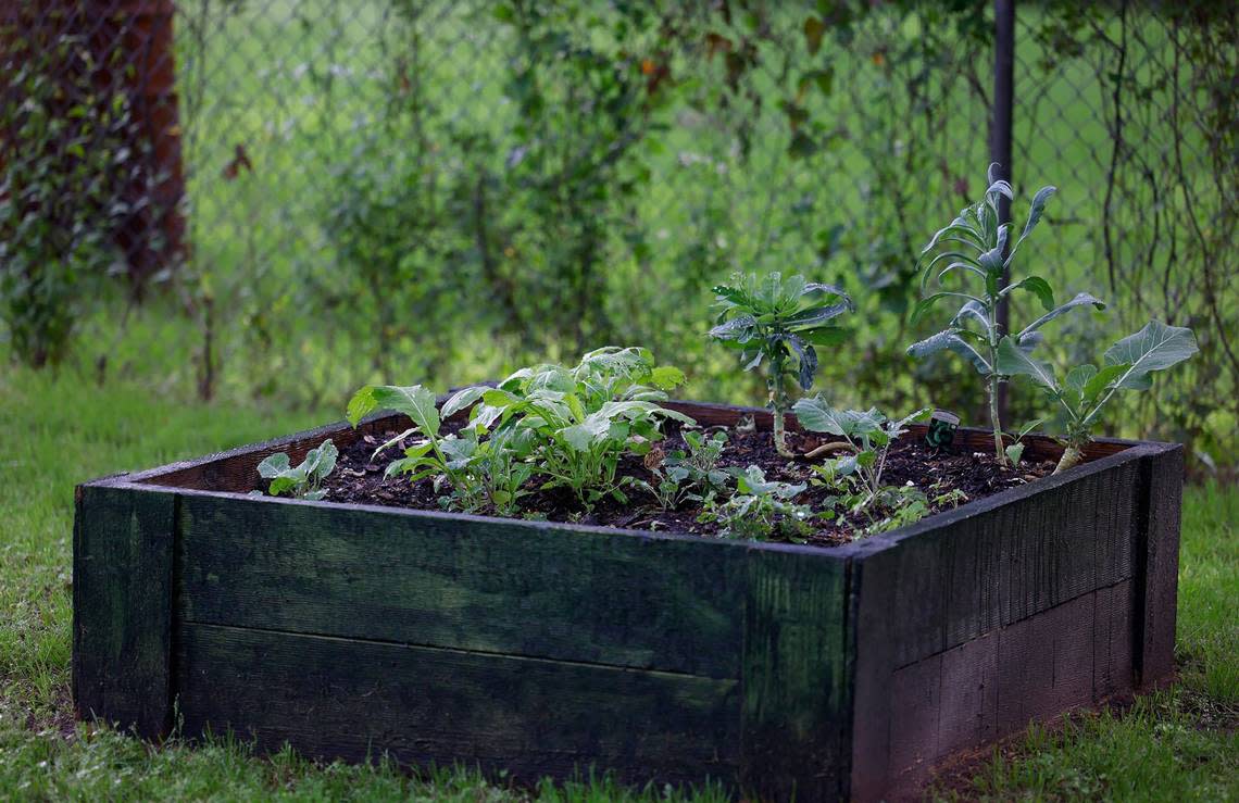 Plants grow in a raised bed of a community garden in the Stop Six neighborhood of Fort Worth on Wednesday, April 17, 2024. David Howard has been investing in the community of Fort Worth’s Stop Six neighborhood for over two decades, including building community gardens.