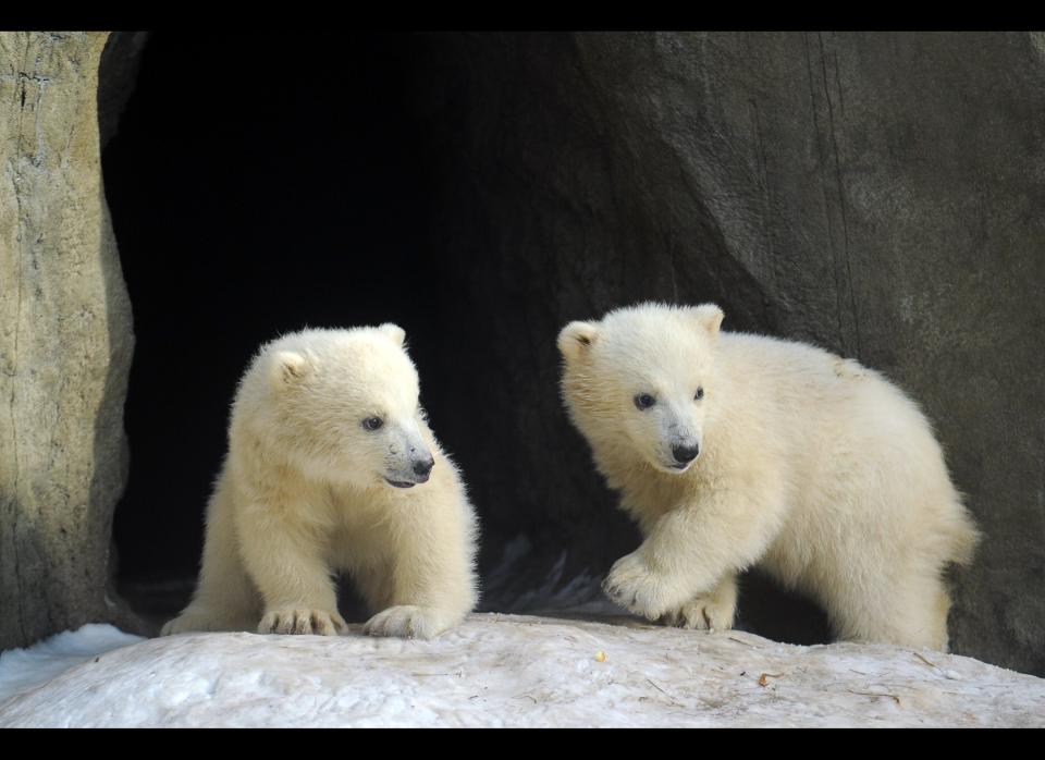 A November 2011 study found that polar bear litters are getting smaller as climate change causes sea ice decline. <a href="http://www.worldwildlife.org/who/media/press/2011/WWFPresitem19837.html" target="_hplink">According to World Wildlife Fund</a>, the study "found that if spring sea ice break-up occurs one month earlier than usual, 40-73 percent of pregnant females could fail to bring cubs to term."  The National Snow and Ice Data Center found that in 2010, <a href="http://earthobservatory.nasa.gov/IOTD/view.php?id=49132&src=share" target="_hplink">Arctic sea ice</a> was at its lowest January level in 30 years.  With decreased sea ice, polar bears may have greater trouble finding food sources. This could lead to cannibalism, which has already been observed by photographers. Environmental photojournalist Jenny Ross <a href="http://www.bbc.co.uk/news/science-environment-16081214" target="_hplink">told BBC News</a> in 2011, "There are increasing numbers of observations of it occurring, particularly on land where polar bears are trapped ashore, completely food-deprived for extended periods of time due to the loss of sea ice as a result of climate change."