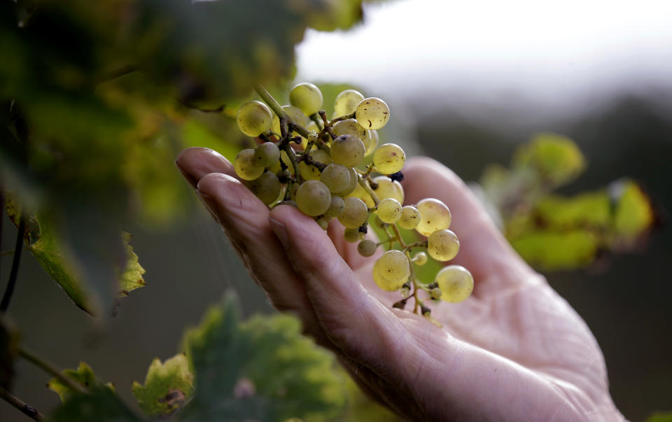 In this image taken on Monday, Oct. 15, 2018, wine grower Adelino Pizzobon checks a bunch of grapes in a Prosecco vineyard at the Case Paolin farm, in Volpago del Montello, Italy. Global sales of prosecco the smooth, drinkable sparkling wine rooted in the northeastern hills of Italy are booming, and champagne, the original bubbly, is taking note. (AP Photo/Luca Bruno)