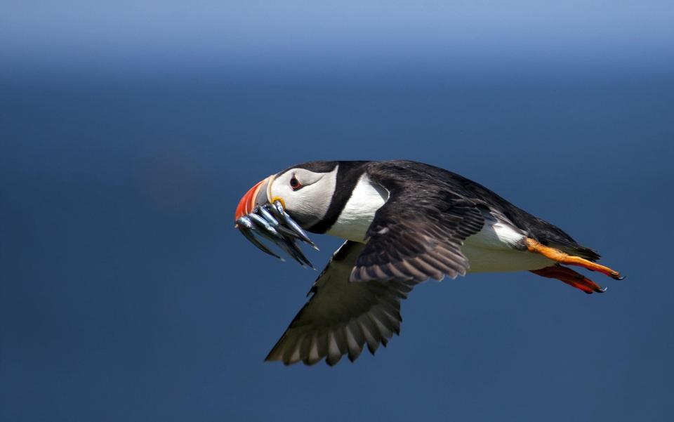 A puffin with a beakful of sand eels on the Farne Islands, off the Northumberland coast - alamy