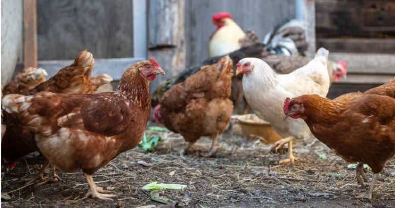 禽流感旺季、種雞進口受阻，全台缺蛋危機恐將持續，接下來換缺雞。（示意圖／擷取自pexels）
