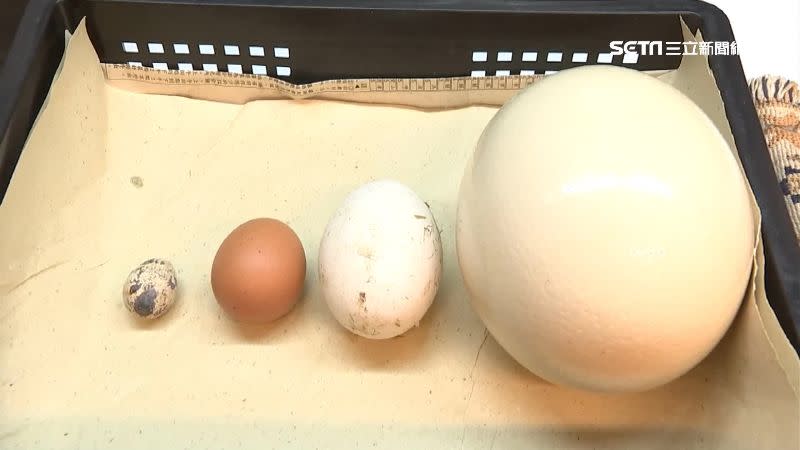 各式蛋型比一比，鴕鳥蛋明顯大上許多。