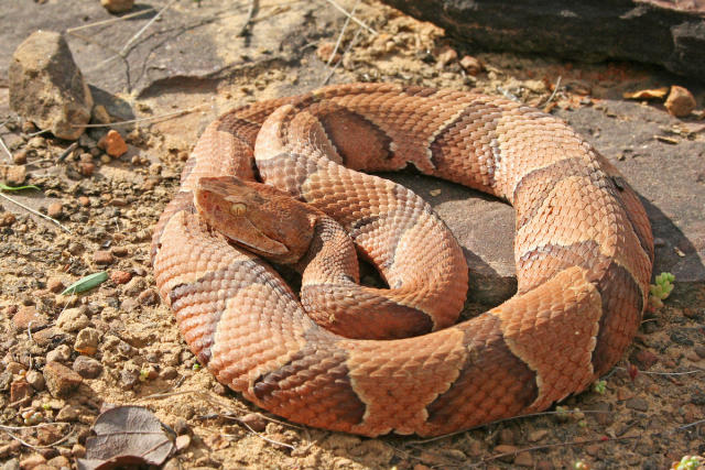 Tennessee man, 81, saved by shelter cat when venomous snake