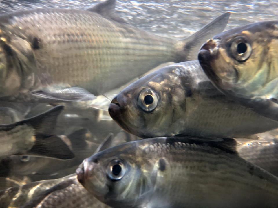 Each spring, river herring make their way up rivers and streams in Massachusetts in order to spawn. This is a time for citizen scientists to help count the fish, important to healthy ecosystems.