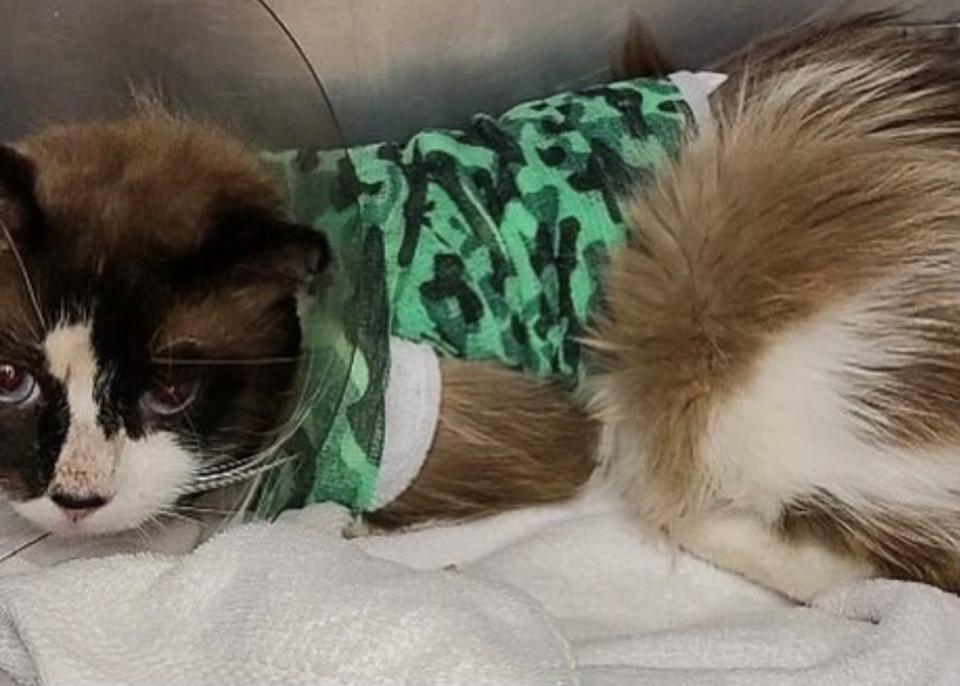 Santana, a cat rescued in August by the Dearborn Police Department, is recovering at the Friends for Animals of Metro Detroit shelter after undergoing lifesaving surgery to remove an arrow.