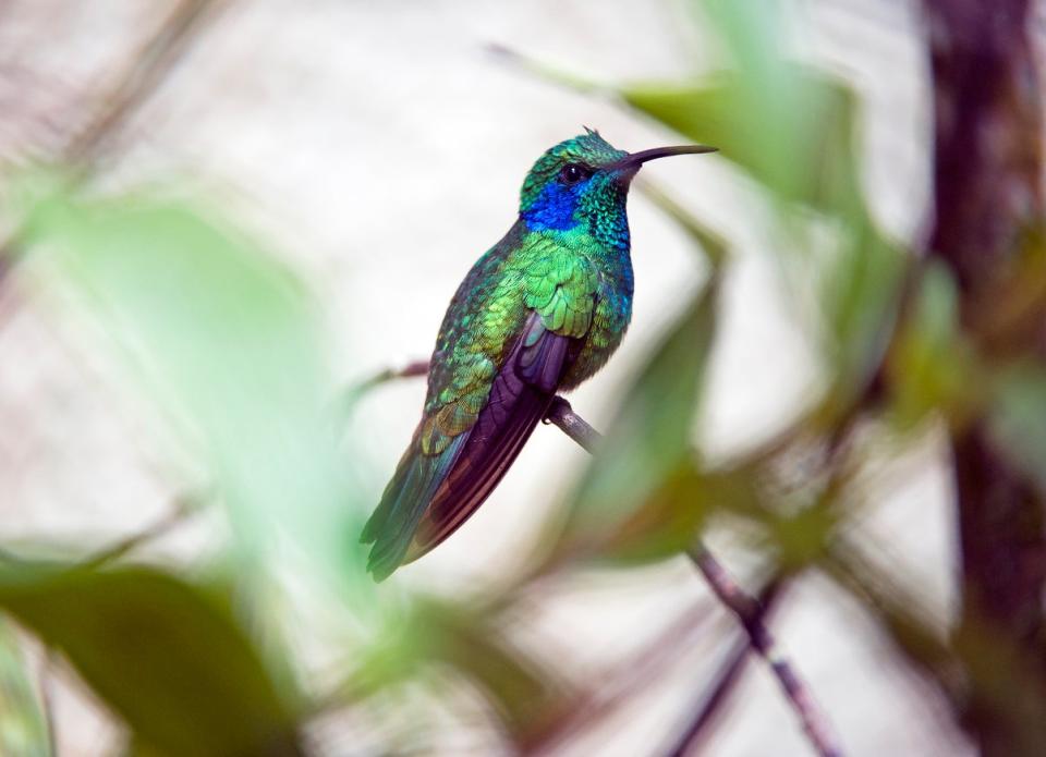 Colorful blue-and-green Mexican violetear hummingbird (Colibri thalassinus) perched on a small branch