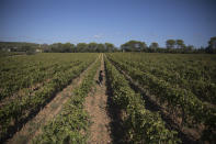 A worker tends to a vineyard in the southern France region of Provence, Friday Oct. 11, 2019. European producers of premium specialty agricultural products like French wine, are facing a U.S. tariff hike on Friday, with dollars 7.5 billion duties on a range of European goods approved by the World Trade Organization for illegal EU subsidies to aviation giant Airbus. (AP Photo/Daniel Cole)