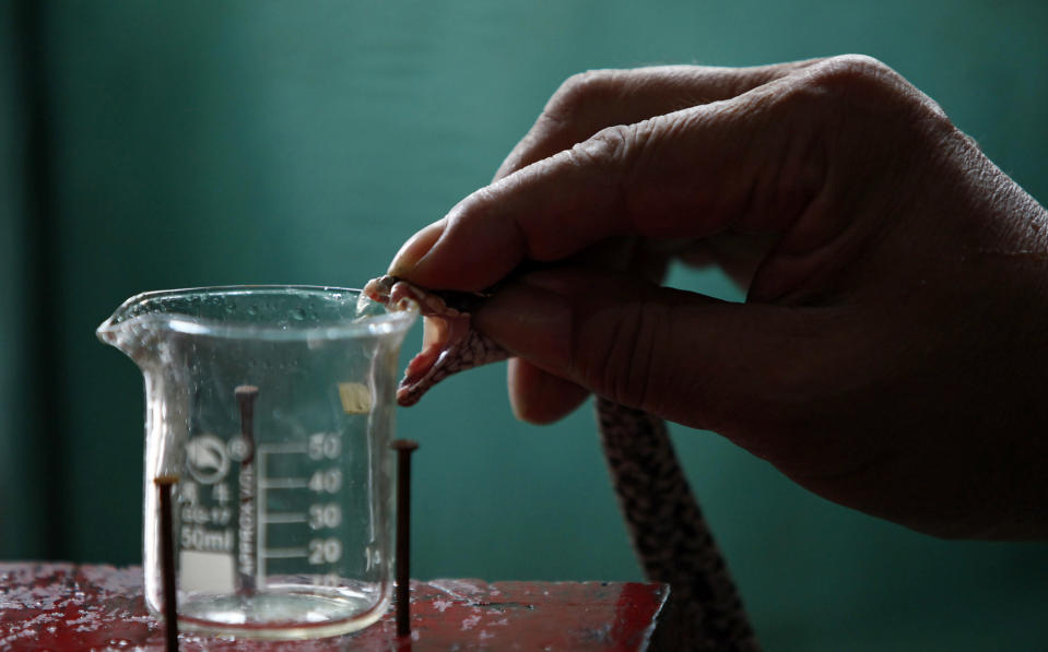 Yang Hongchang, boss of a snake rearing company, extracts venom from a snake at the snake farm in Zisiqiao village, Zhejiang Province June 15, 2011. REUTERS/Aly Song