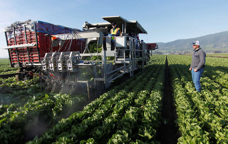 Director of Automated Harvest Equipment at Taylor Farms Chris Rotticci watches as a water jet harvester works rows of romaine lettuce near Soledad, California, U.S., May 3, 2017. REUTERS/Michael Fiala