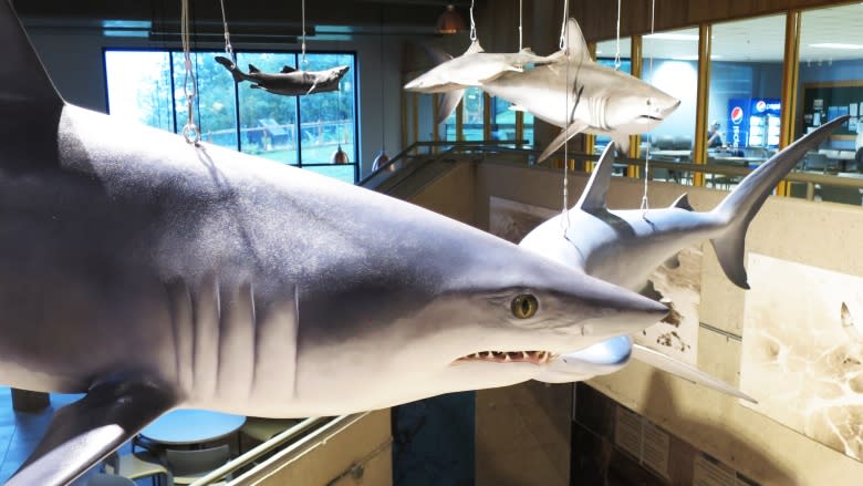 Pet a dead shark and climb aboard an icebreaker at BIO's open house