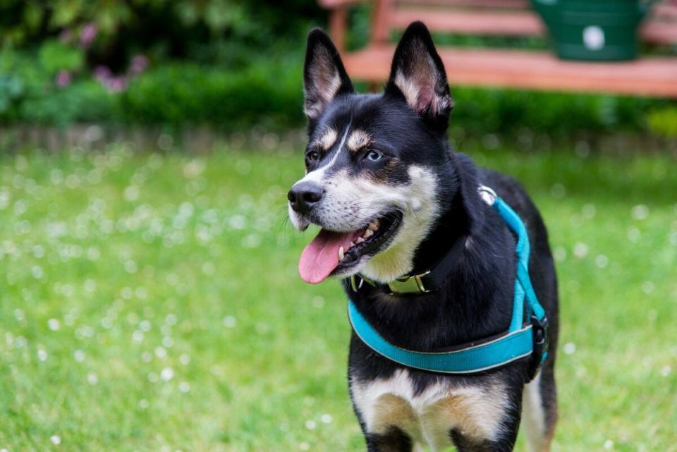 husky Rottweiler mix outdoors