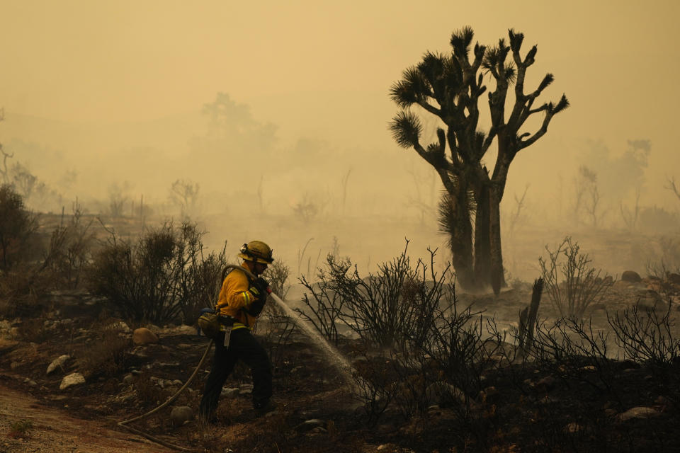 A San Bernardino County Fire Department member hoses down hot spots from the Bobcat Fire on Saturday, Sept. 19, 2020, in Valyermo, Calif. (AP Photo/Marcio Jose Sanchez)