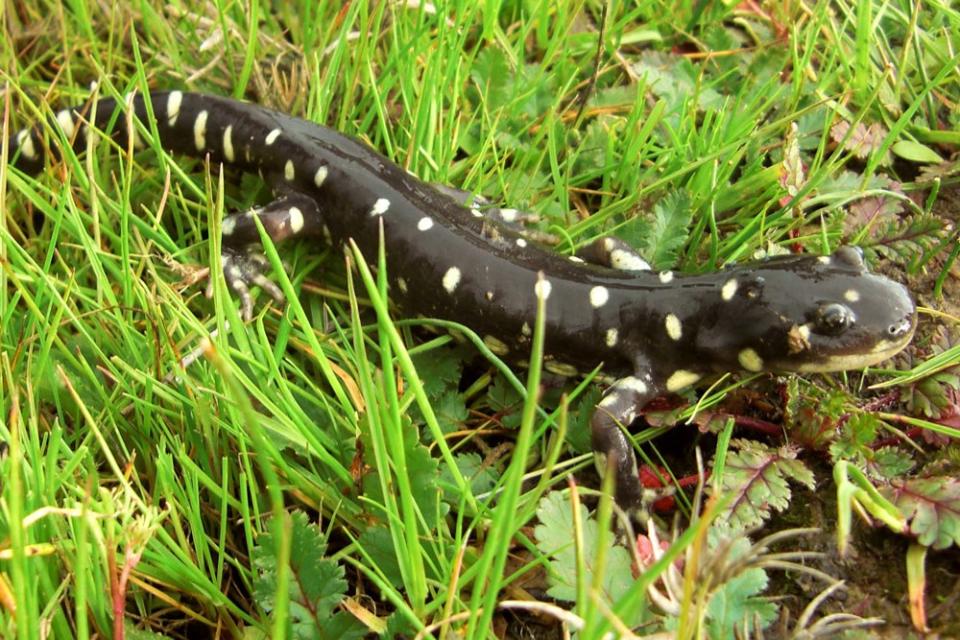 The survival of the California tiger salamander (Ambystoma californiense) is threatened by heartier hybrids born of interbreeding with barred tiger salamanders from another region.