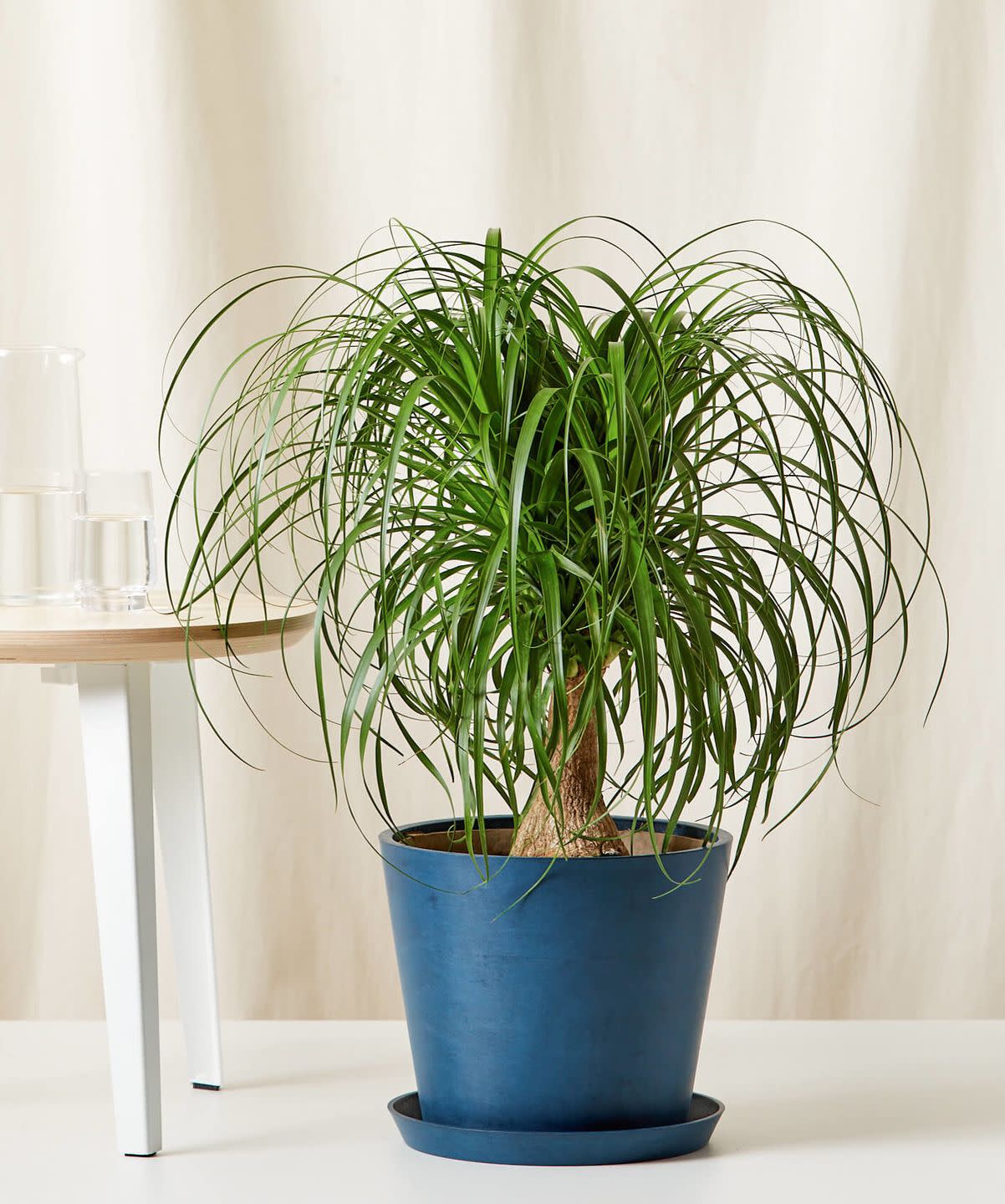 indoor trees, ponytail palm tree in a blue pot