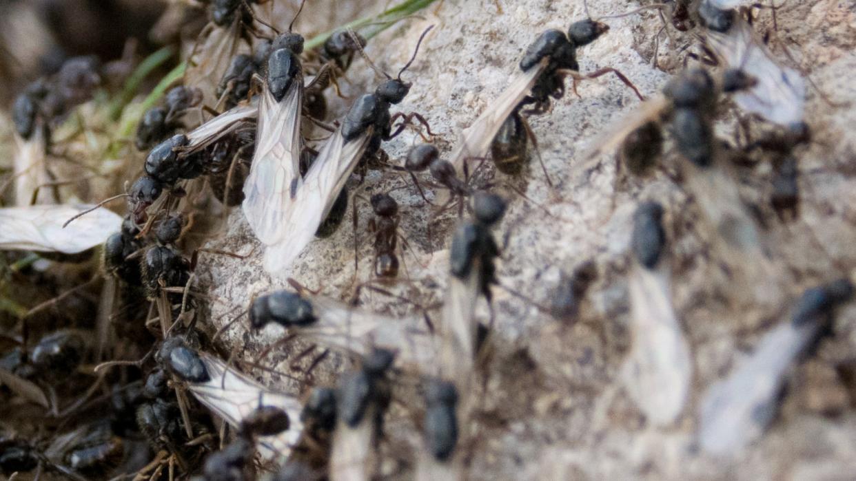  A swarm of flying ants . 