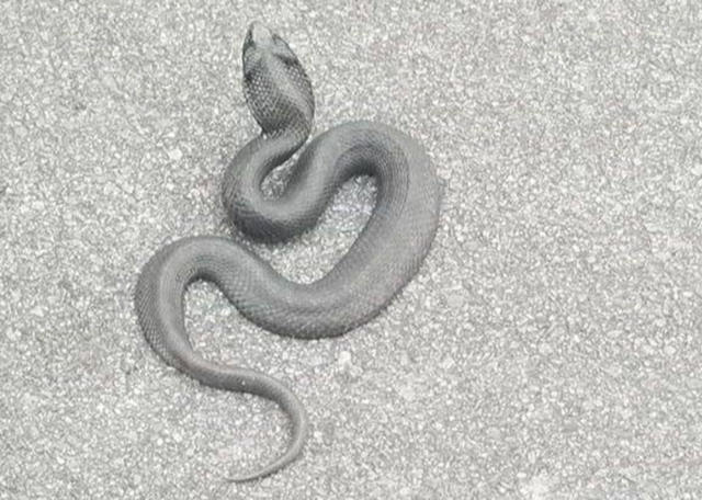 Eastern Hognose Snake Deserves An Oscar For Death Performance Of A