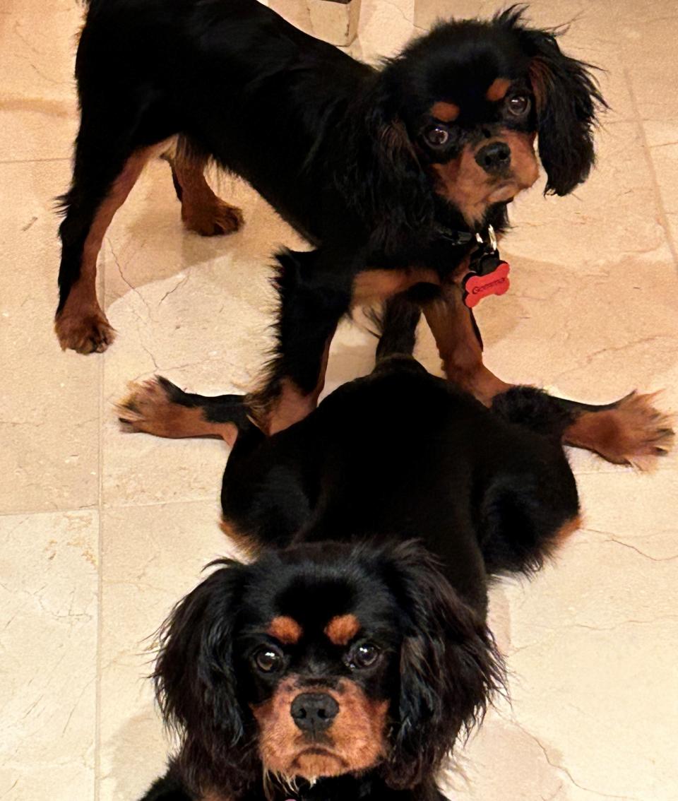 Ethel and Jim Steindl’s two Cavalier King Charles Spaniels, Nigel (top) and Gemma are practically inseparable.