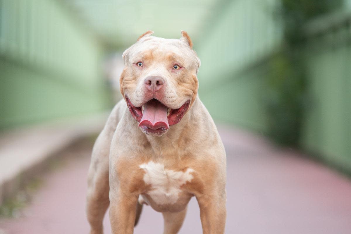 XL Bully dogs were banned in the UK after a string of dog attacks involving the breed <i>(Image: Getty)</i>