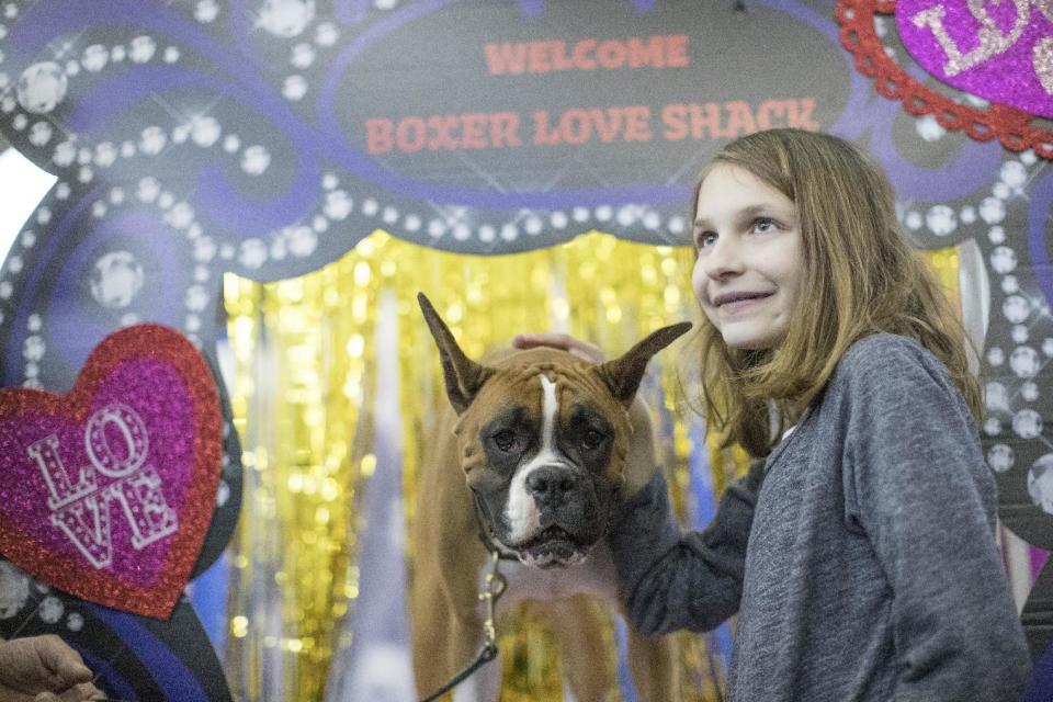 Twist, a boxer from Scotch Plains, N.J., poses for a photo with a visitor to the meet the breeds companion event to the Westminster Kennel Club Dog Show, Saturday, Feb. 11, 2017, in New York. (AP Photo/Mary Altaffer)