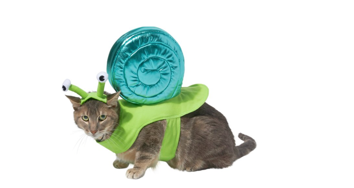 <p><a href="https://go.redirectingat.com?id=74968X1596630&url=https%3A%2F%2Fwww.chewy.com%2Ffrisco-snail-dog-cat-costume%2Fdp%2F242129&sref=https%3A%2F%2Fwww.thepioneerwoman.com%2Fholidays-celebrations%2Fg44495776%2Fhalloween-costumes-for-cats%2F" rel="nofollow noopener" target="_blank" data-ylk="slk:Shop Now;elm:context_link;itc:0;sec:content-canvas" class="link rapid-noclick-resp">Shop Now</a></p><p>Snail Cat Costume</p><p>$15.59</p><p>chewy.com</p><span class="copyright">Chewy</span>