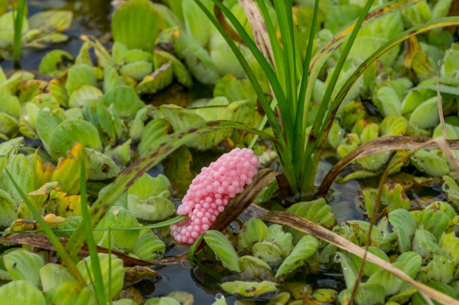 PANTANAL, BRAZIL – 2022/06/12: Pink Apple snail eggs on aquatic plants in a wetland near the Piuval Lodge in the Northern Pantanal, State of Mato Grosso, Brazil. (Photo by Wolfgang Kaehler/LightRocket via Getty Images)