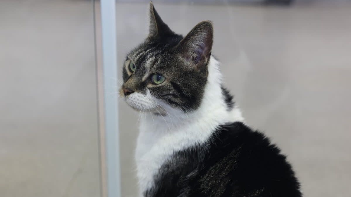 Taylor the cat is hoping he belongs with you (Battersea Dog and Cat's Home)