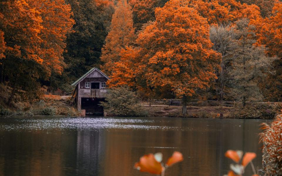 Surrey has more trees per acre than any other county in England - Getty