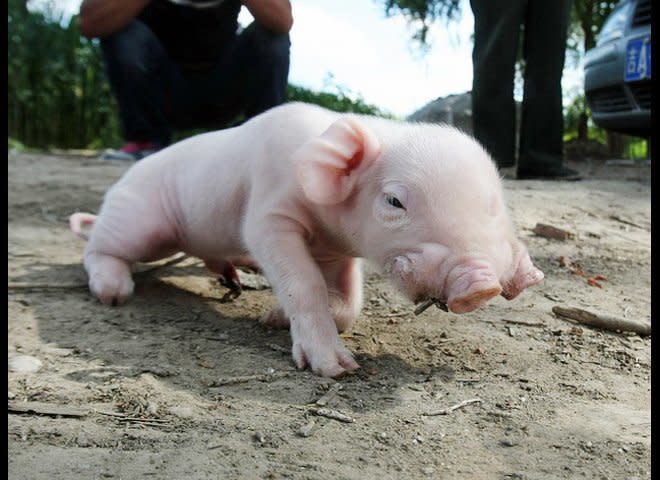 This tiny porker has an excuse for making a pig of himself at mealtimes. He really does have two mouths to feed. The bizarre two-month-old youngster -- part of a litter born on a farm in northern China -- can use both his mouths to eat and appears otherwise normal, say his owners.  